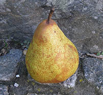 Stor pære